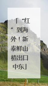 “红”到海外！新泰鲜山楂出口中东