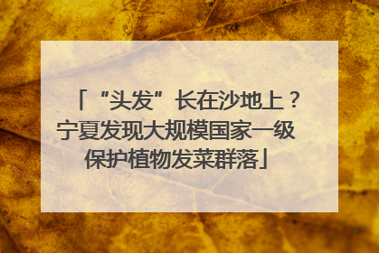 “头发”长在沙地上？宁夏发现大规模国家一级保护植物发菜群落