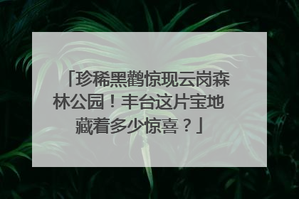 珍稀黑鹳惊现云岗森林公园！丰台这片宝地藏着多少惊喜？