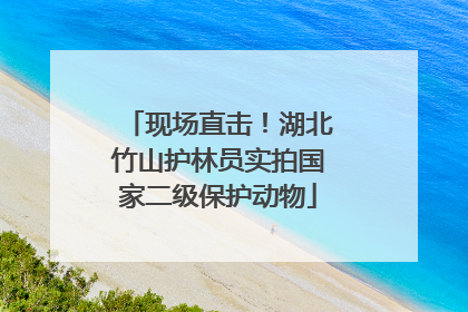 现场直击！湖北竹山护林员实拍国家二级保护动物