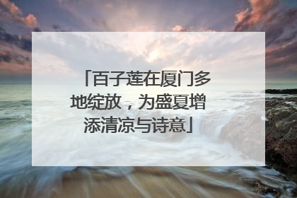 百子莲在厦门多地绽放，为盛夏增添清凉与诗意