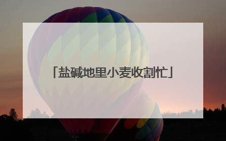 盐碱地里小麦收割忙