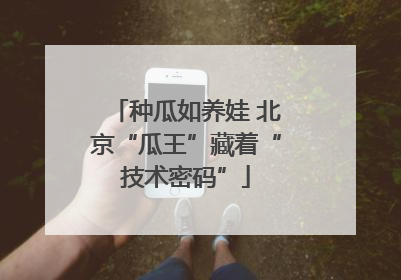 种瓜如养娃 北京“瓜王”藏着“技术密码”