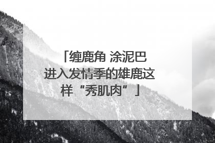 缠鹿角 涂泥巴 进入发情季的雄鹿这样“秀肌肉”