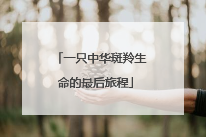 一只中华斑羚生命的最后旅程