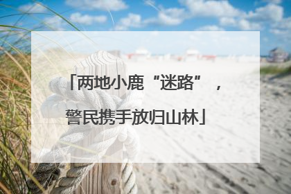两地小鹿“迷路”，警民携手放归山林