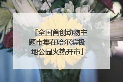 全国首创动物主题市集在哈尔滨极地公园火热开市