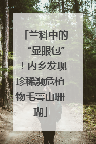 兰科中的“显眼包”！内乡发现珍稀濒危植物毛萼山珊瑚