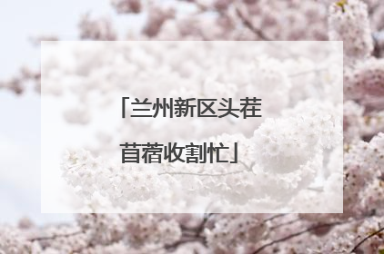 兰州新区头茬苜蓿收割忙