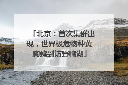 北京：首次集群出现，世界极危物种黄胸鹀到访野鸭湖