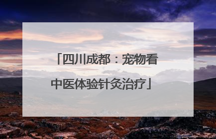 四川成都：宠物看中医体验针灸治疗