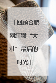 回顾合肥网红猴“大壮”最后的时光