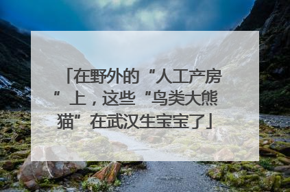 在野外的“人工产房”上，这些“鸟类大熊猫”在武汉生宝宝了