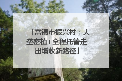 富锦市振兴村：大垄密植+全程托管走出增收新路径