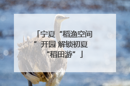 宁夏“稻渔空间”开园 解锁初夏“稻田游”