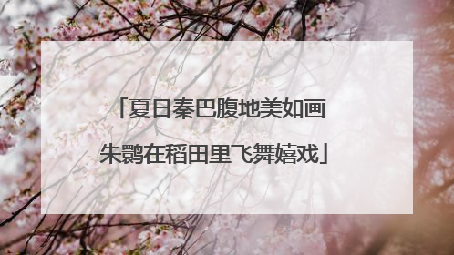 夏日秦巴腹地美如画 朱鹮在稻田里飞舞嬉戏