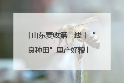 山东麦收第一线丨“良种田”里产好粮