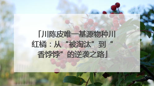 川陈皮唯一基源物种川红橘：从“被淘汰”到“香饽饽”的逆袭之路