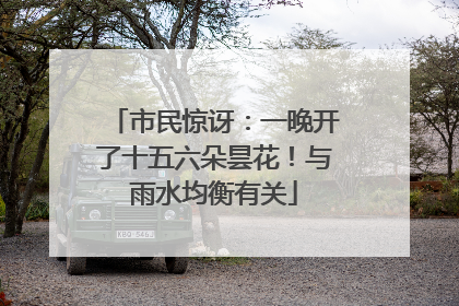 市民惊讶：一晚开了十五六朵昙花！与雨水均衡有关