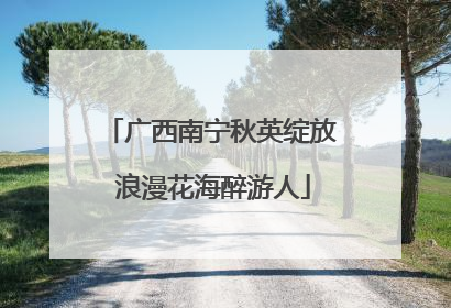 广西南宁秋英绽放 浪漫花海醉游人
