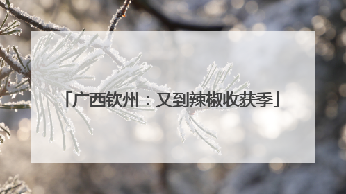 广西钦州：又到辣椒收获季
