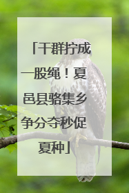 干群拧成一股绳！夏邑县骆集乡争分夺秒促夏种