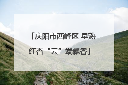 庆阳市西峰区 早熟红杏“云”端飘香