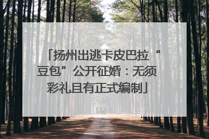 扬州出逃卡皮巴拉“豆包”公开征婚：无须彩礼且有正式编制