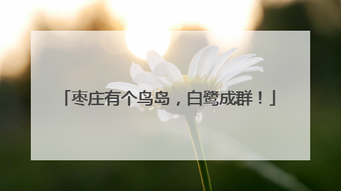 枣庄有个鸟岛，白鹭成群！