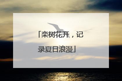栾树花开，记录夏日浪漫