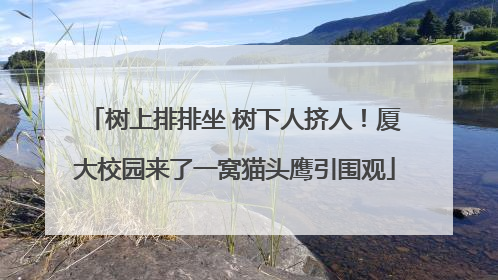 树上排排坐 树下人挤人！厦大校园来了一窝猫头鹰引围观