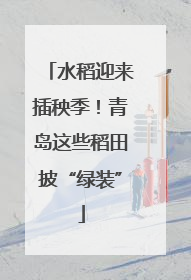 水稻迎来插秧季！青岛这些稻田披“绿装”