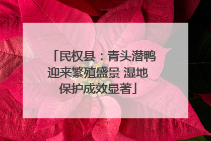 民权县：青头潜鸭迎来繁殖盛景 湿地保护成效显著