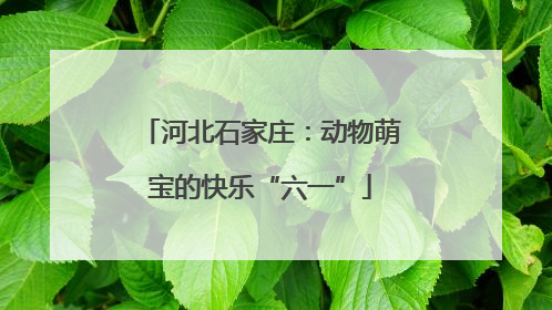 河北石家庄：动物萌宝的快乐“六一”
