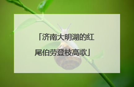 济南大明湖的红尾伯劳登枝高歌