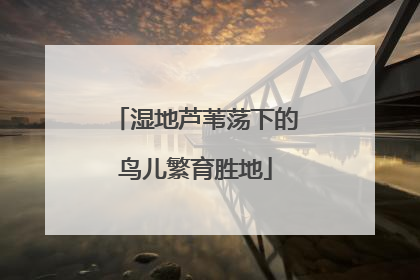 湿地芦苇荡下的鸟儿繁育胜地
