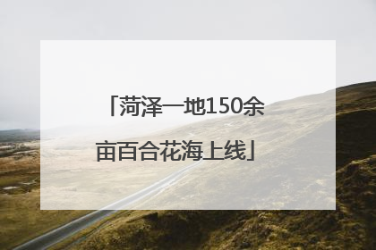 菏泽一地150余亩百合花海上线