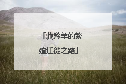 藏羚羊的繁殖迁徙之路