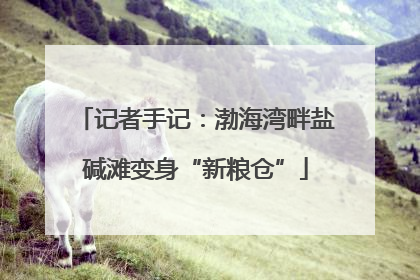 记者手记：渤海湾畔盐碱滩变身“新粮仓”