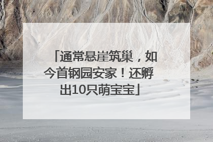 通常悬崖筑巢，如今首钢园安家！还孵出10只萌宝宝