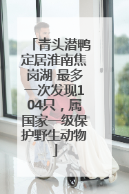 青头潜鸭定居淮南焦岗湖 最多一次发现104只，属国家一级保护野生动物