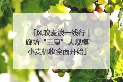 风吹麦浪一线行｜廊坊“三夏”大规模小麦机收全面开始