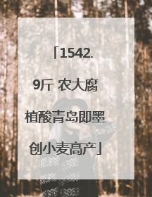 1542.9斤 农大腐植酸青岛即墨创小麦高产