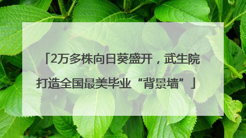2万多株向日葵盛开，武生院打造全国最美毕业“背景墙”