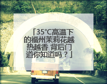 35℃高温下的福州茉莉花越热越香 背后门道你知道吗？